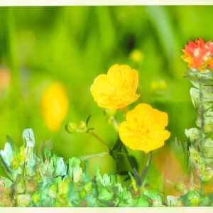 Blumenwiese